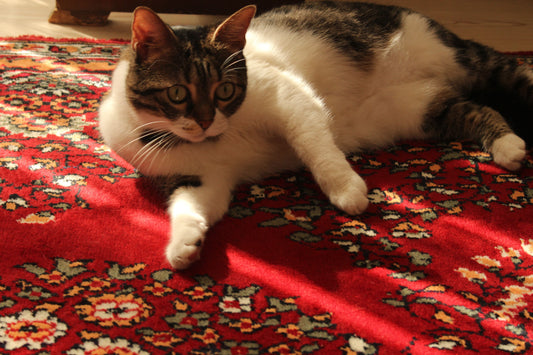 Custom vs. Ready-Made Moroccan Rugs: Which Option Is Right for You?