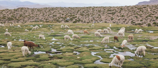 Can You Put Moroccan Rugs in the Dryer? Safe Materials